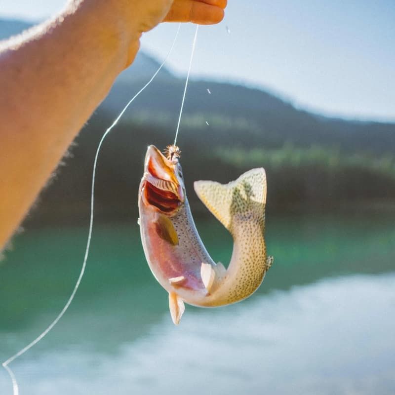 Angler holding a small rainbow trout caught on a fly above the water