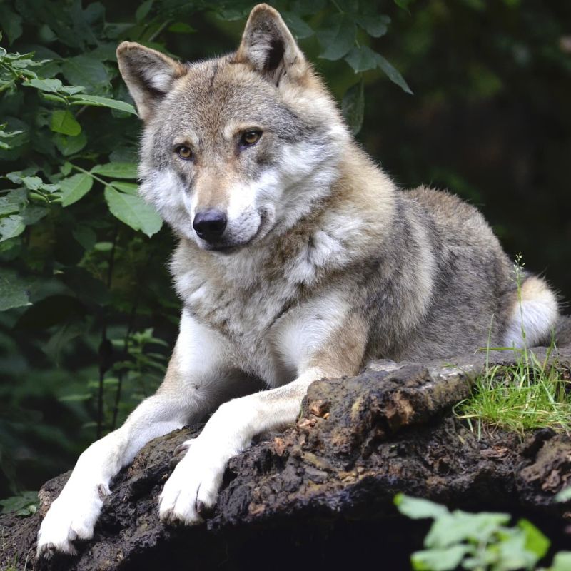 Gray wolf resting on a mossy log in dense forest
