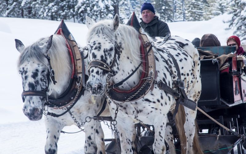 Enjoy a Jackson Hole vacation