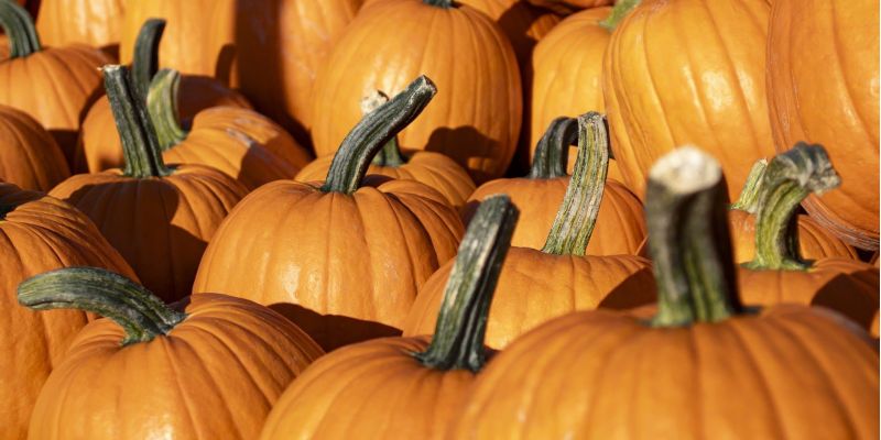 Pile of orange pumpkins with curling green stems at a fall pumpkin patch