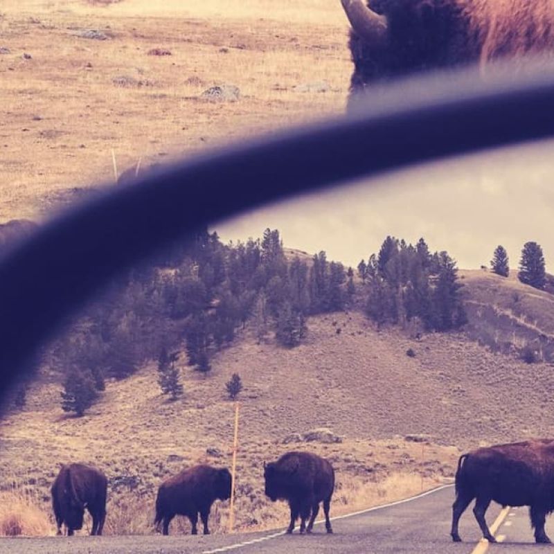 Bison crossing a road in Yellowstone seen through a vehicle window