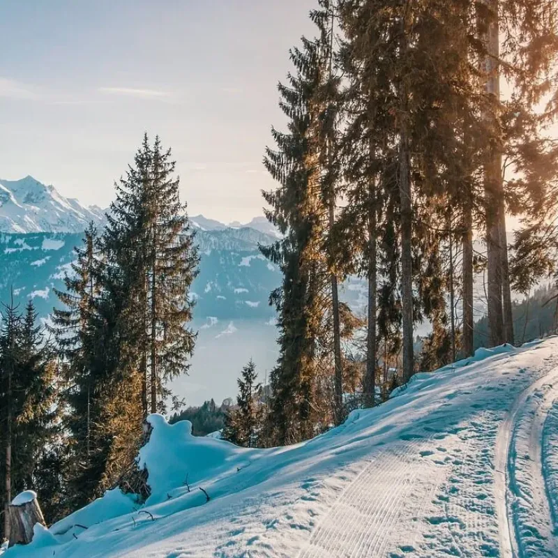 Snowy alpine ridge with pine trees and distant mountains at sunset