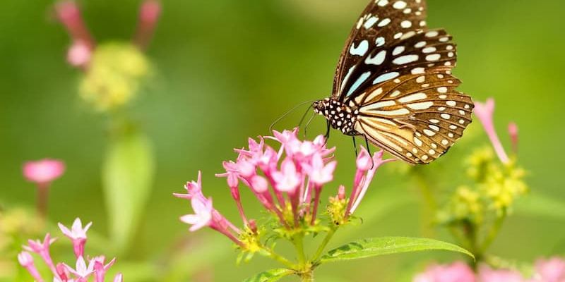 Brown butterfly resting on small pink pentas flowers