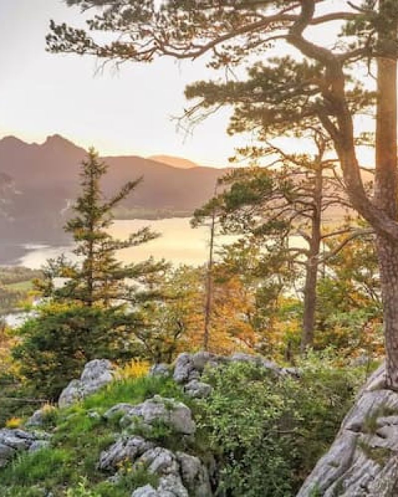 Mountain overlook with pine trees and a lake at golden hour