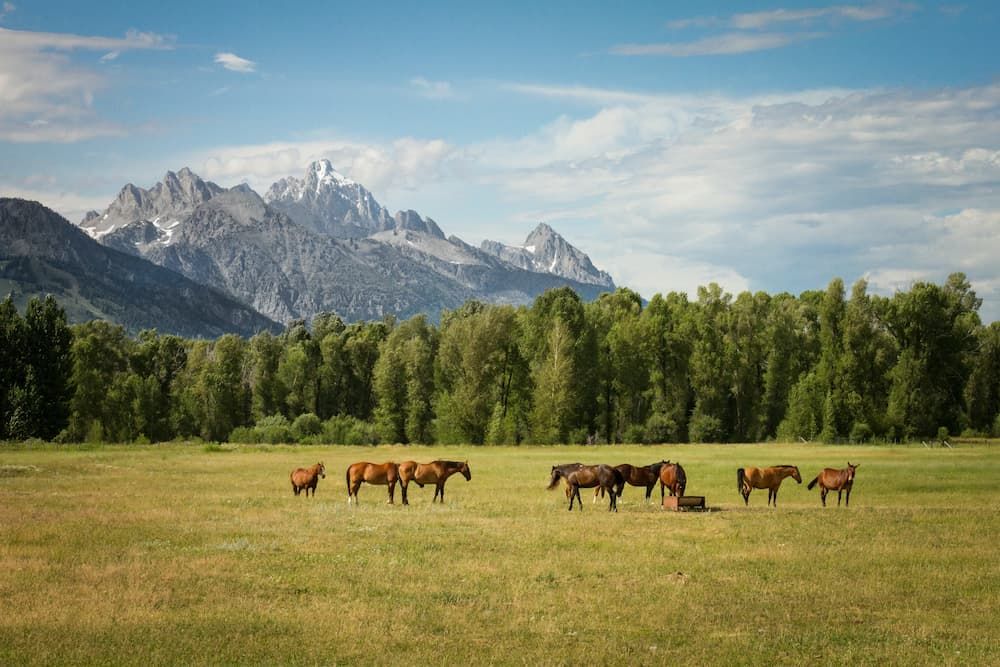 Herd of horses grazing in a Teton range meadow
