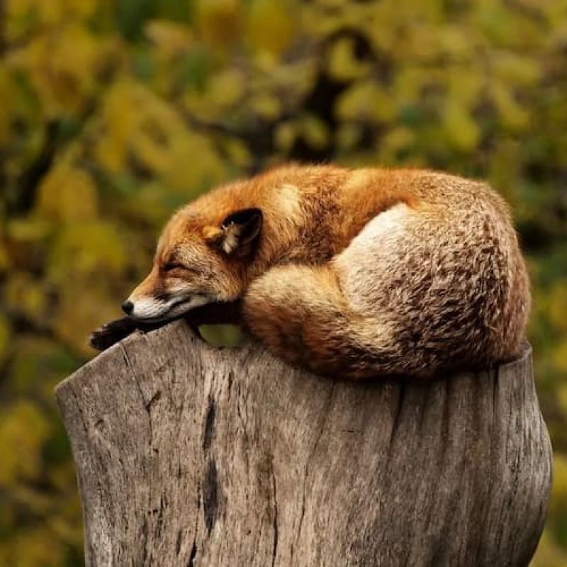 Red fox curled asleep on a tree stump with autumn foliage behind