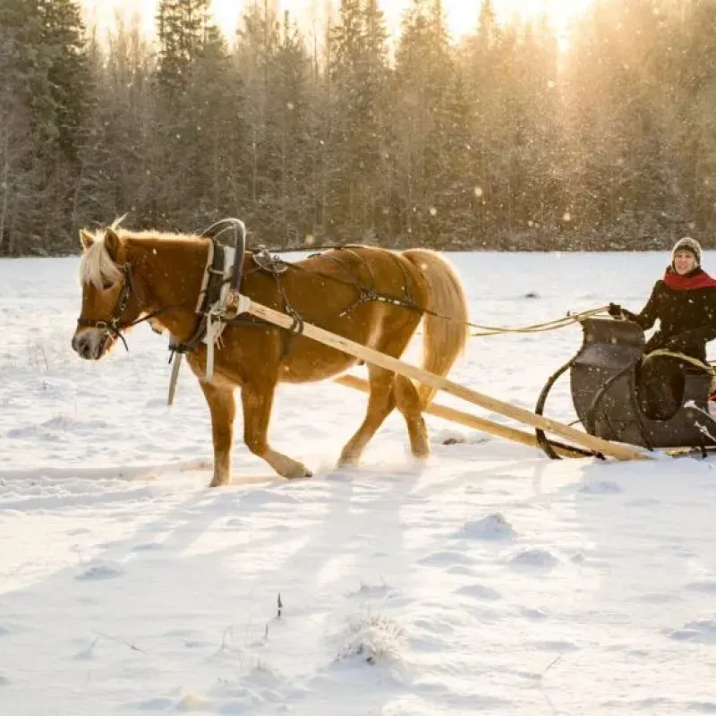 Horse pulling a sleigh through snowy meadow at sunset with rider seated