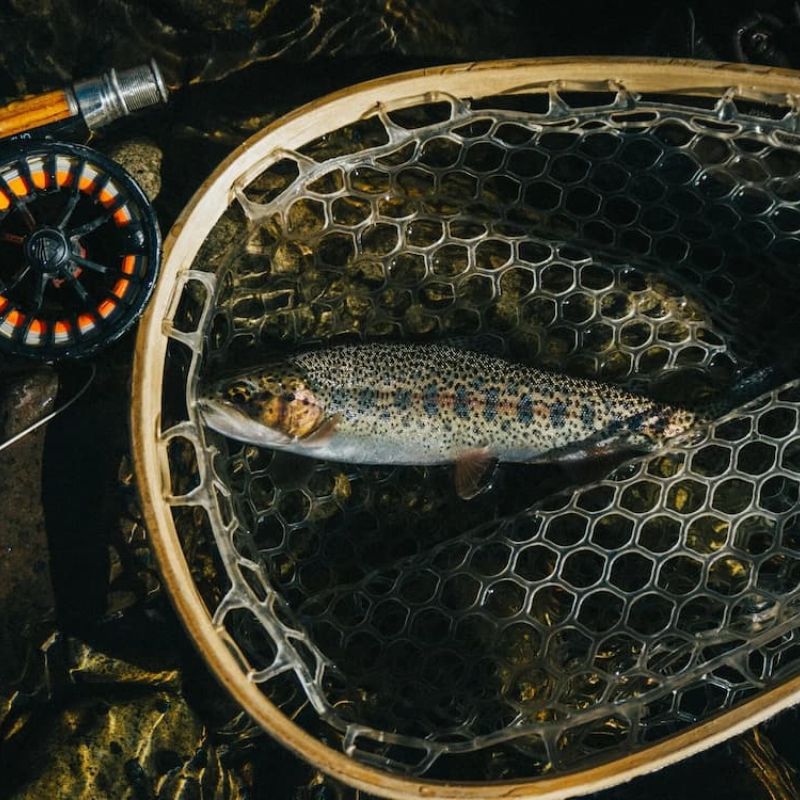 Rainbow trout in a wooden landing net beside a fly reel on river rocks
