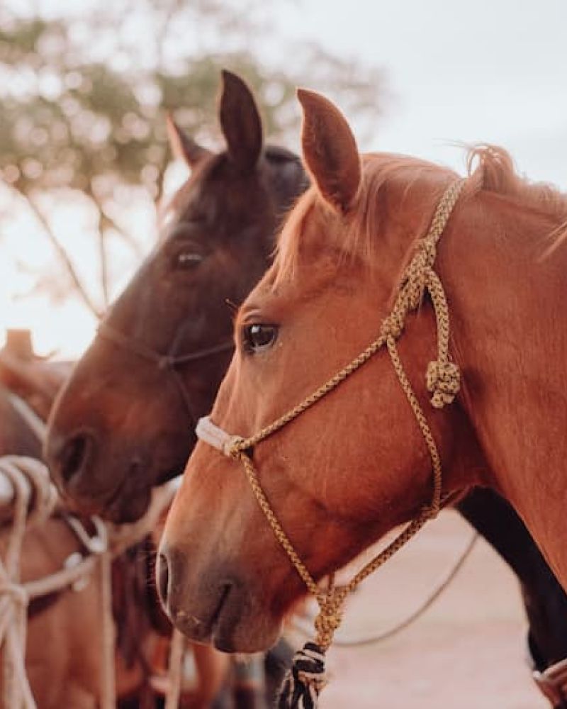 Saddled horses tied to a hitching rail at a ranch