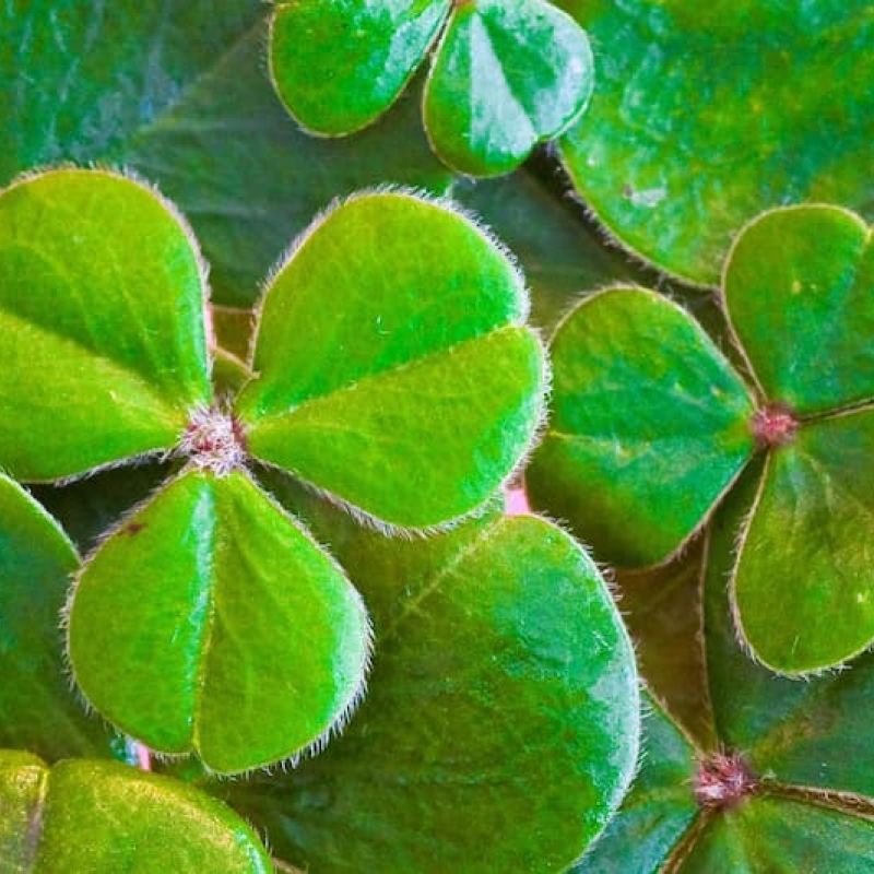 Close-up of green four-leaf clovers covering the ground