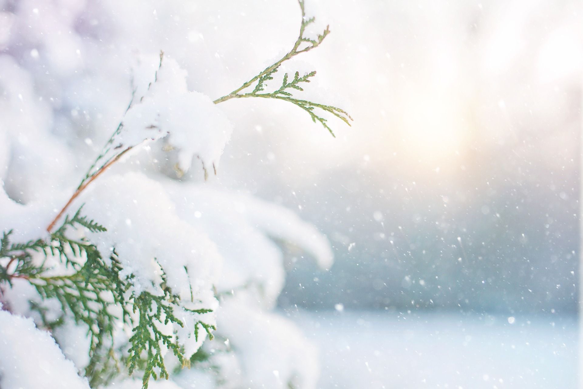 Top Reasons to Spend Christmas 2023 in Jackson Hole Featured Image