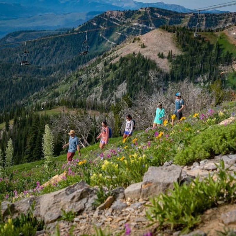Hikers walking a wildflower-lined ridge trail at Jackson Hole