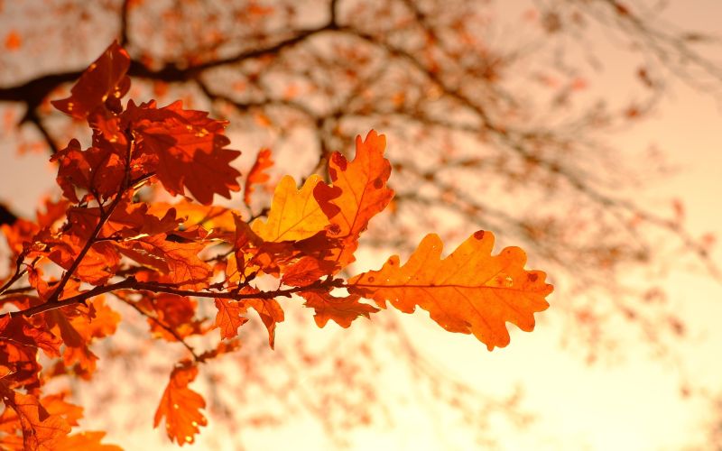 Enjoy a Park City leafing adventure