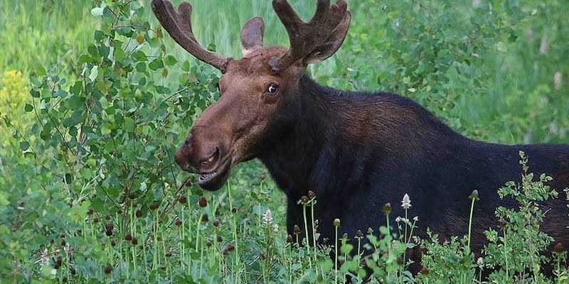 Bull moose with antlers grazing in tall green grass and brush