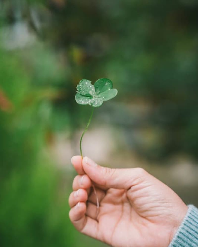 Hand holding a dew-covered four-leaf clover against a blurred green background