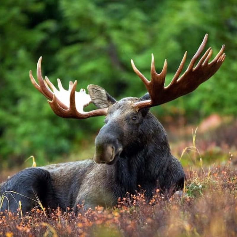 Bull moose with broad antlers resting in autumn meadow grasses