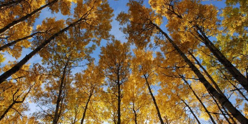 Looking up at golden aspen canopy against blue autumn sky