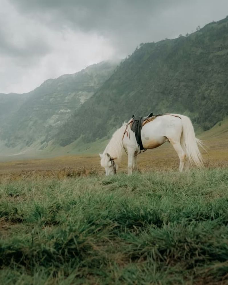 White horse with saddle grazing in a grassy mountain meadow