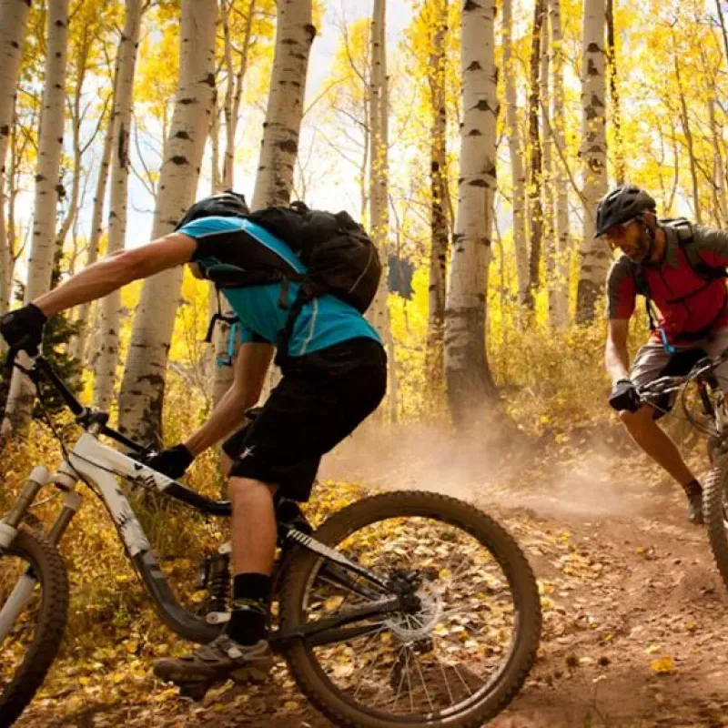 Two mountain bikers riding through an aspen grove in autumn