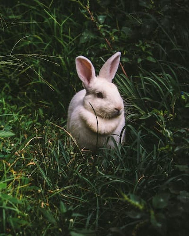 White rabbit sitting in tall green grass