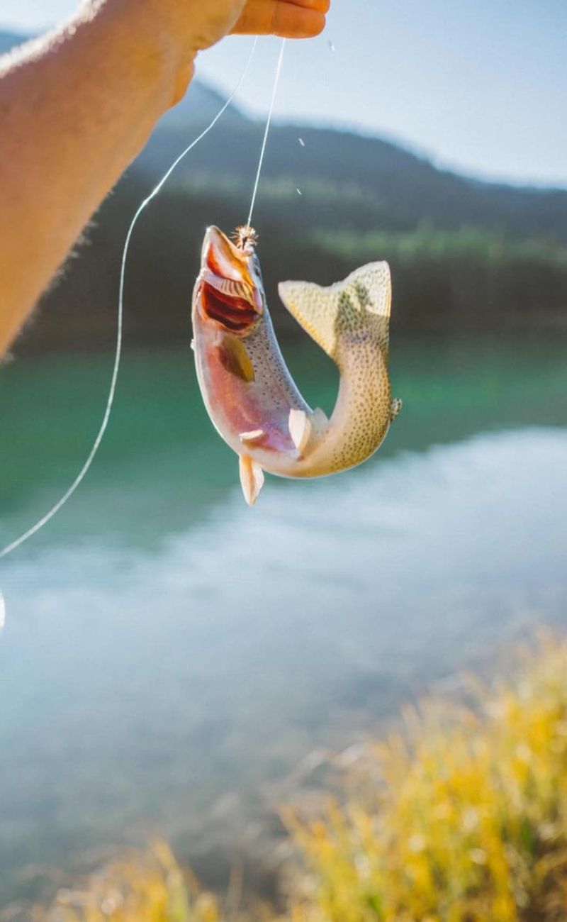 Angler holding a small rainbow trout caught on a fly above the water