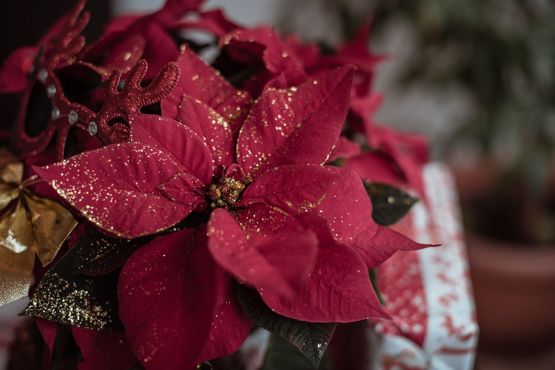 Where to Take Family Holiday Photos in Park City Featured Image