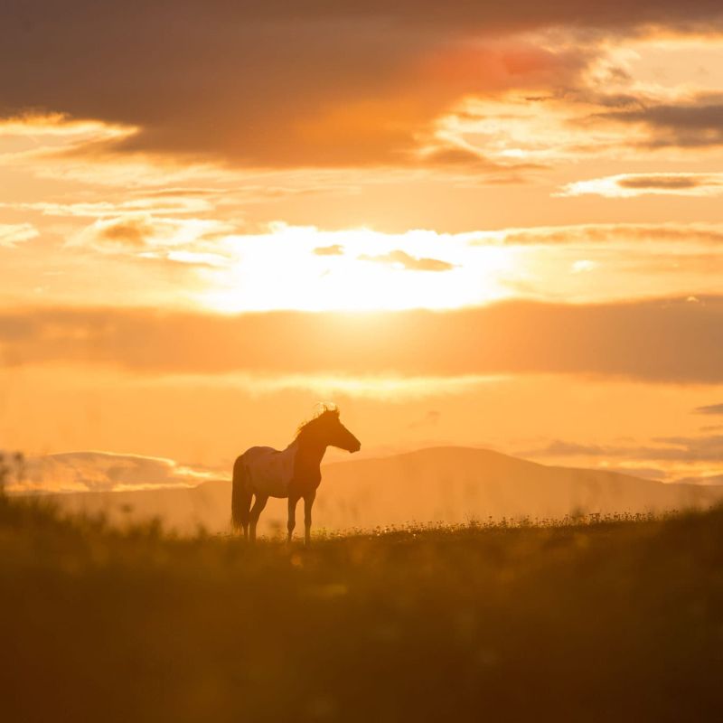 Silhouette of a horse standing in a meadow at sunset near Sun Valley Idaho