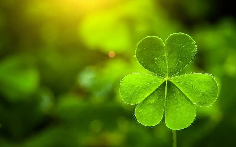 Backlit four-leaf clover on a green forest floor