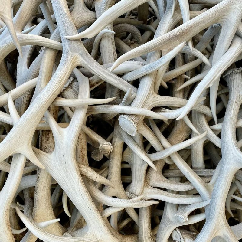 Pile of shed elk antlers stacked together