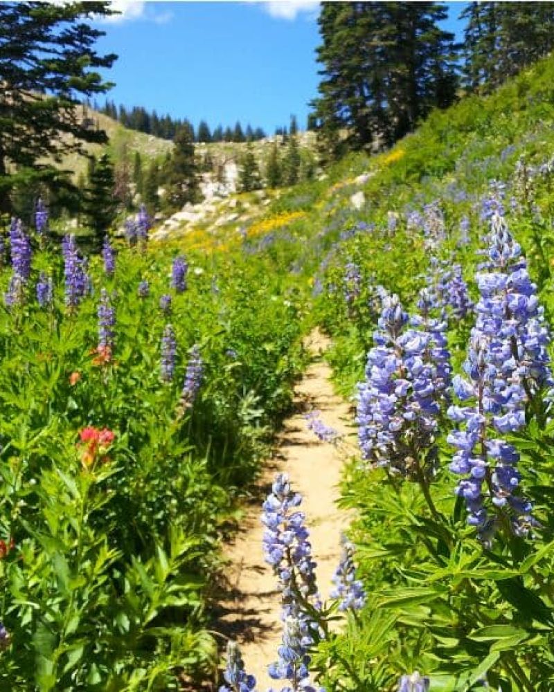Mountain trail lined with blooming lupine wildflowers