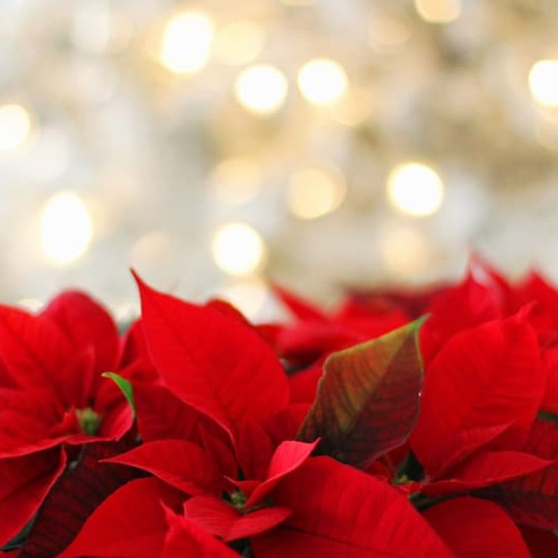 Red poinsettia plants in front of a sparkling lit Christmas tree