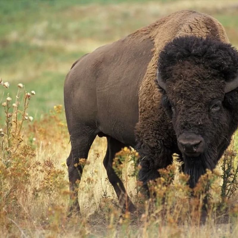 American bison standing in a grassland of dry brush and wildflowers