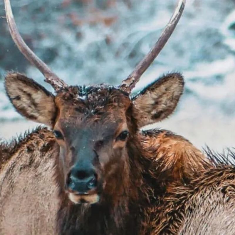 Herd of elk standing in snowy forest clearing in winter
