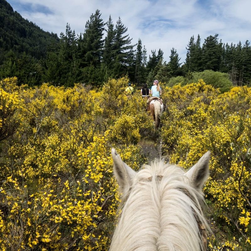 Trail riders on horseback through a meadow of yellow wildflowers