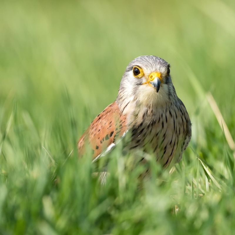 Common kestrel standing in tall green grass