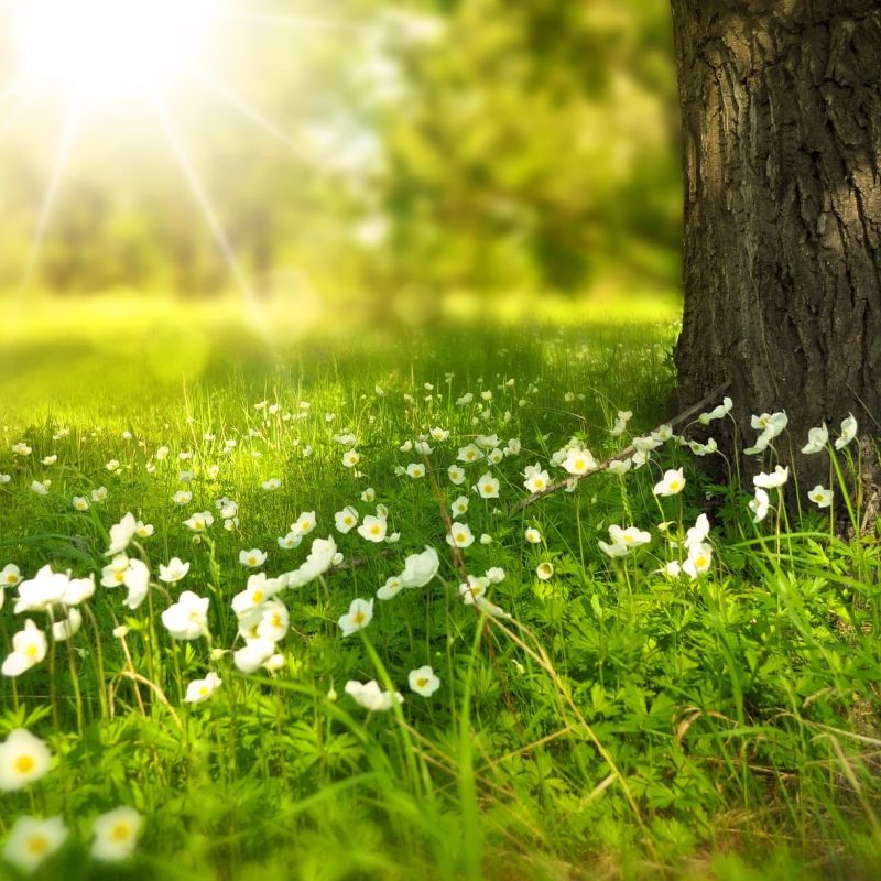 White wildflowers in a sunlit meadow beside a tree trunk