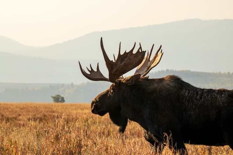 Bull moose with large antlers walking through a golden field at dusk