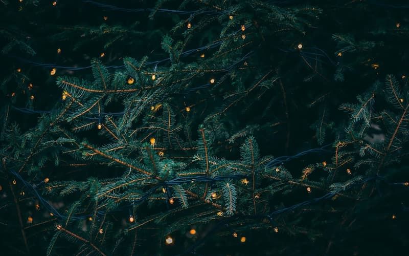 Evergreen tree branches strung with warm twinkle lights at night