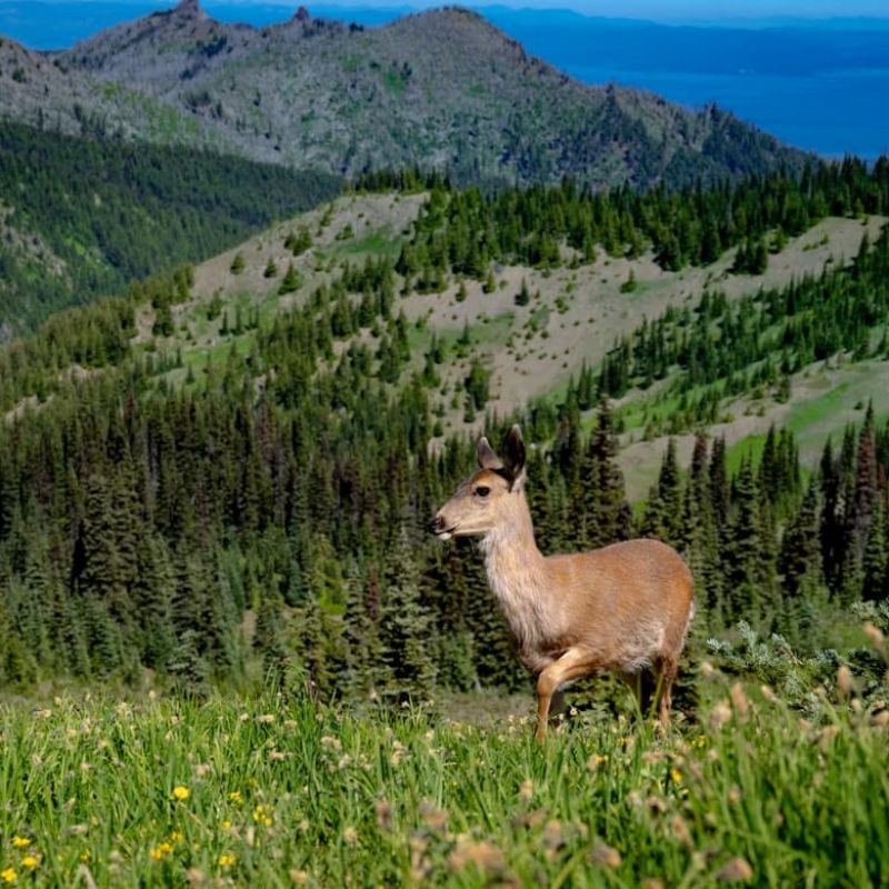 Mule deer standing in an alpine meadow above a forested ridgeline