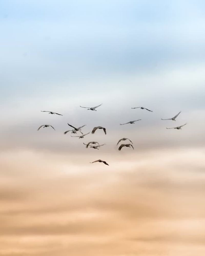 Flock of cranes flying across a soft beige and blue sky