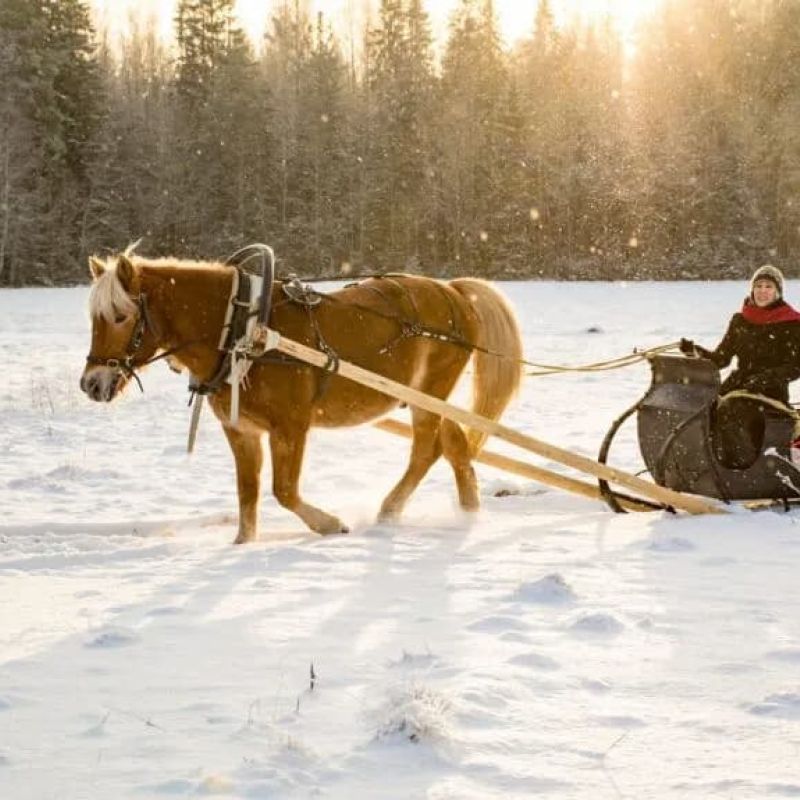 Horse-drawn sleigh ride through a snowy field at sunset