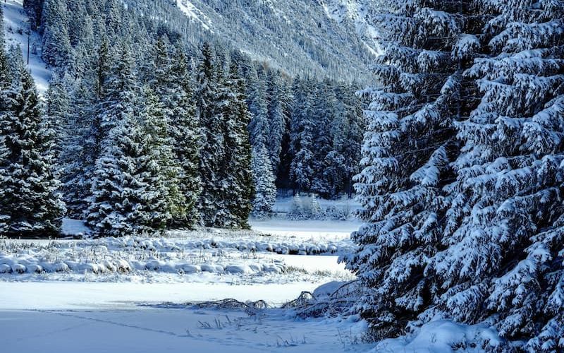Snow-covered evergreen trees beside a frozen mountain meadow