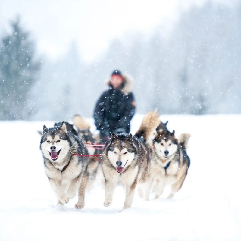 Team of huskies pulling a dogsled through falling snow