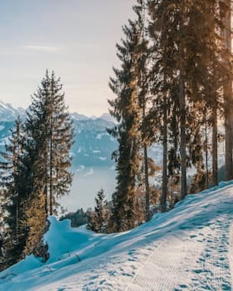 Snow-covered alpine trail through pine trees with mountain peaks in the distance