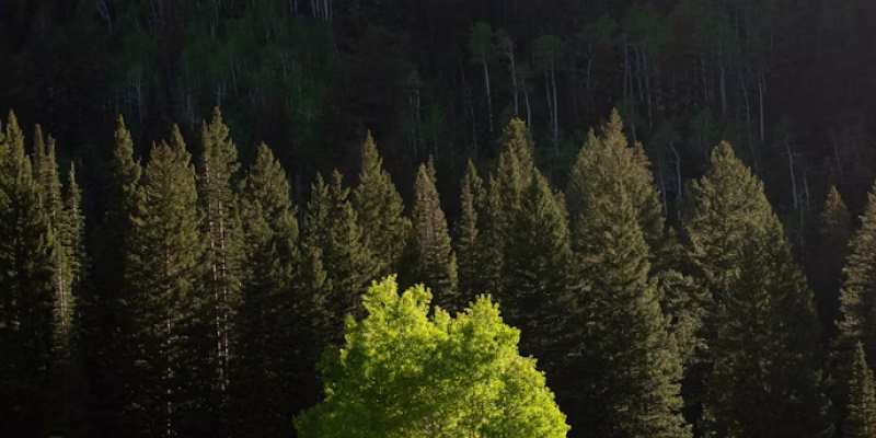 Forested mountainside with pines and bright aspen leaves in sunlight