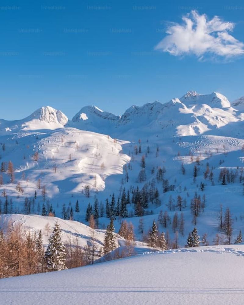 Snow-covered mountain peaks with scattered evergreens under blue sky