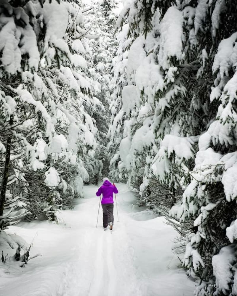 Cross country skier on a groomed trail through snow-laden evergreens