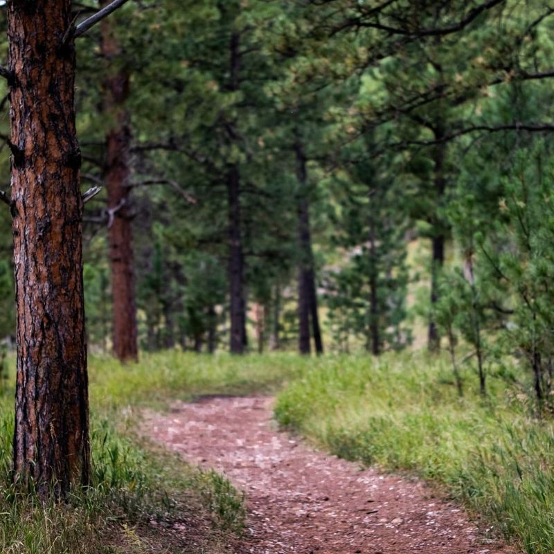 Dirt trail winding through a sunlit pine forest