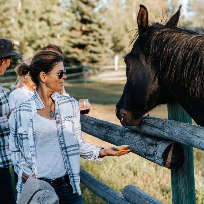People at a wooden ranch fence feeding a dark horse