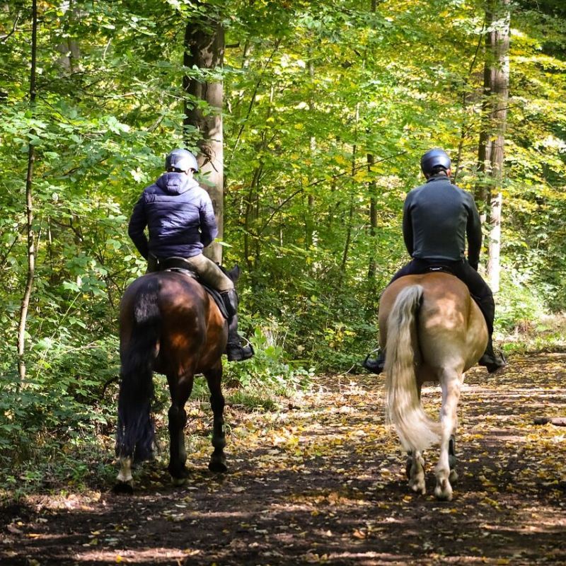 Two riders on horseback heading down a wooded forest trail